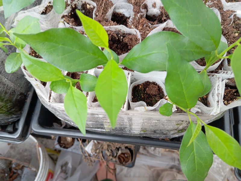 Maclura pomifera